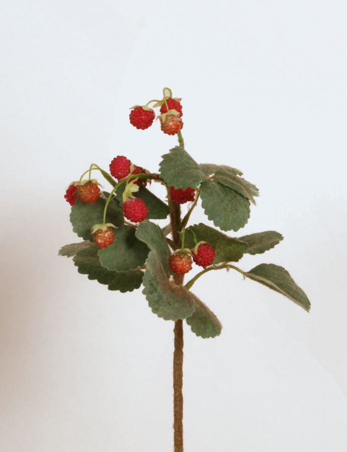 wild strawberry 