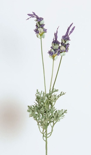 [642a] lavender 