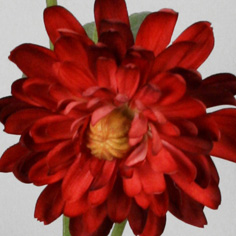 Chrysantemum