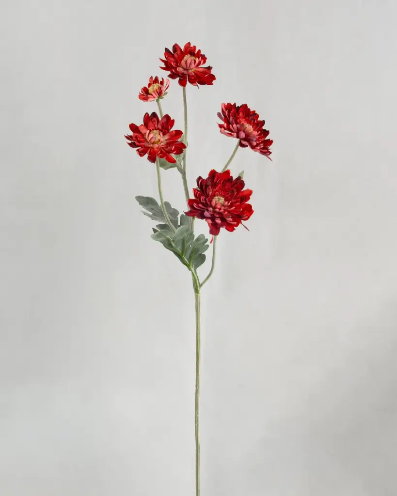 Chrysantemum