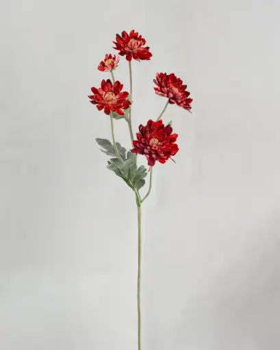 Chrysantemum