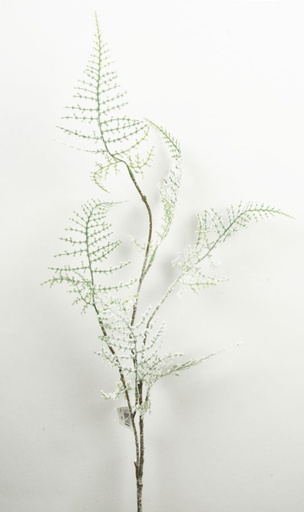 asparagus iced 