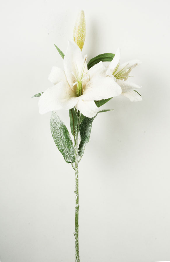 Lily iced 