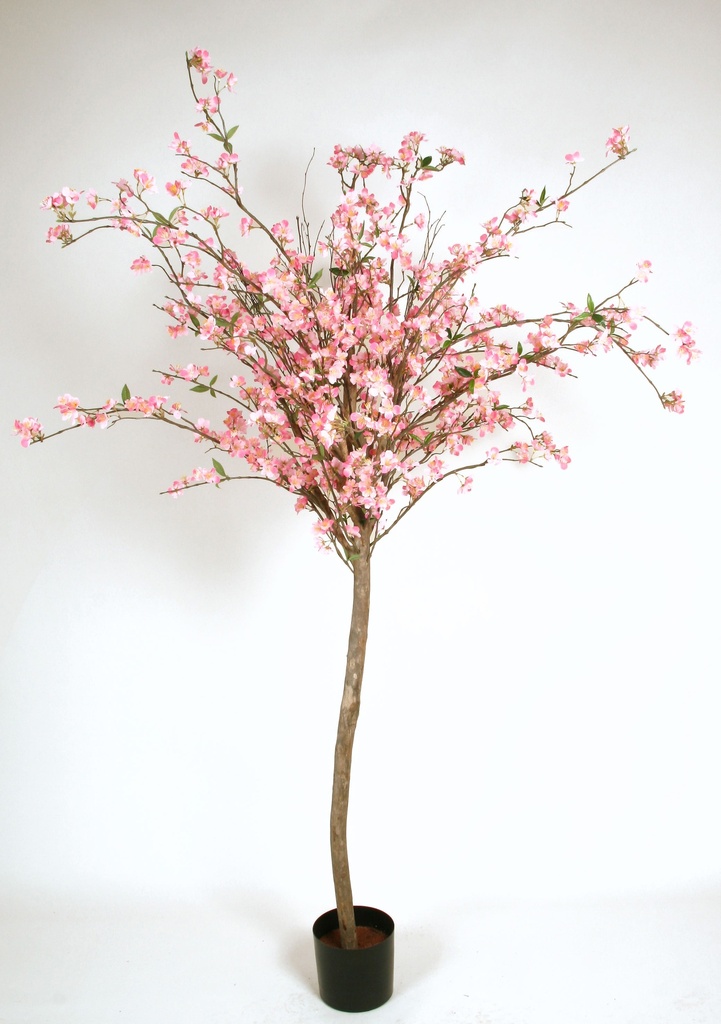 cherry blossom 