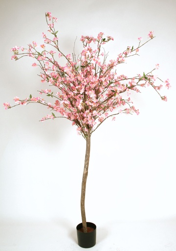 cherry blossom 