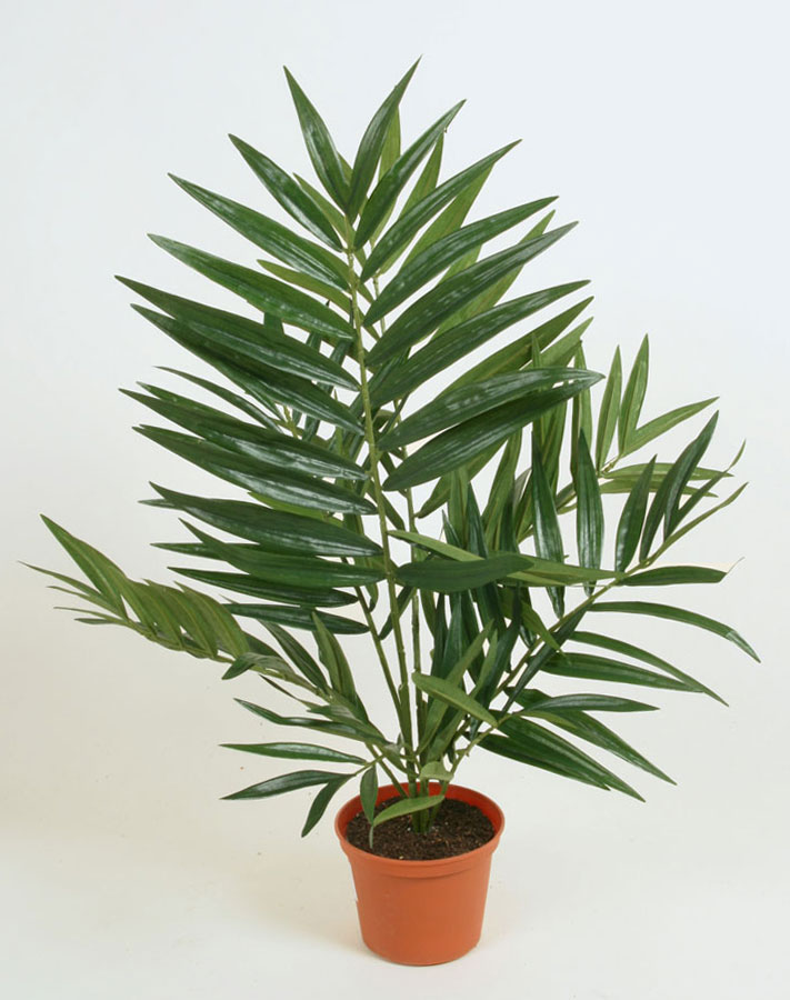 Palm 