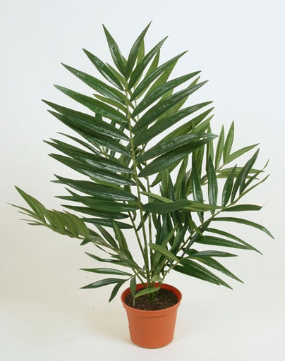 Palm 