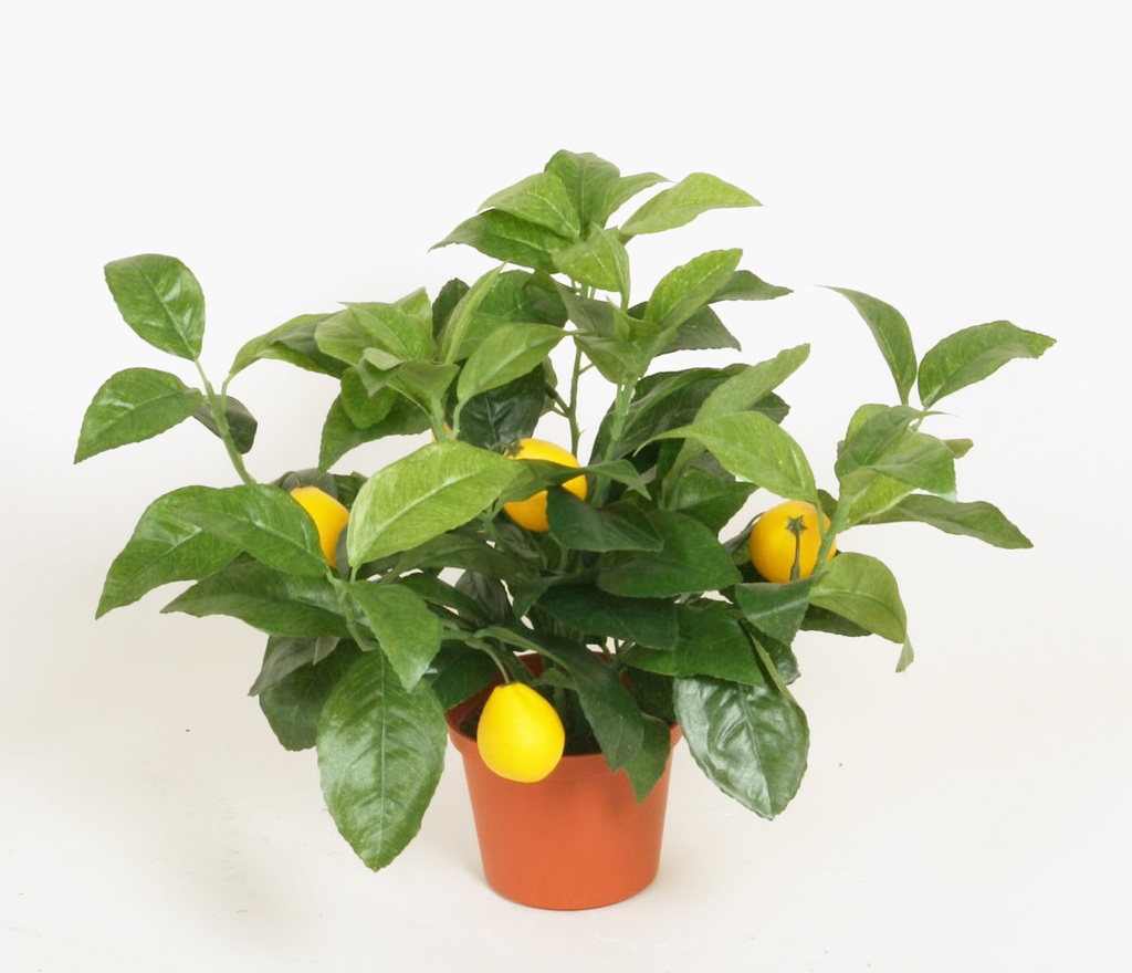 lemon 