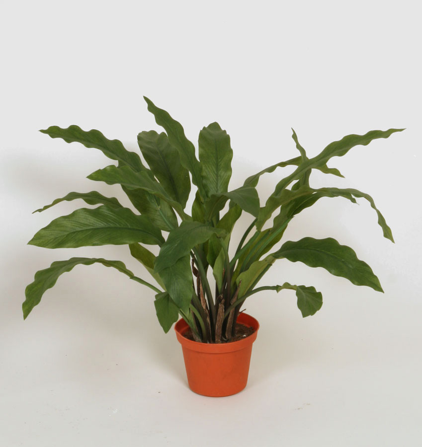 calathea 