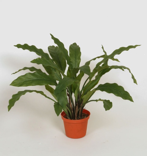 [5921] calathea 