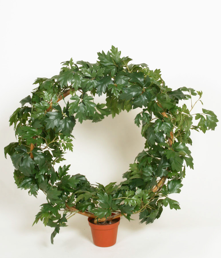 ring cissus 