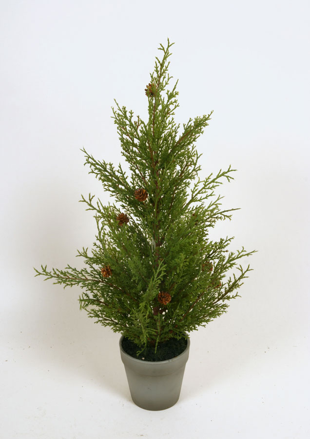 cedar with cones 