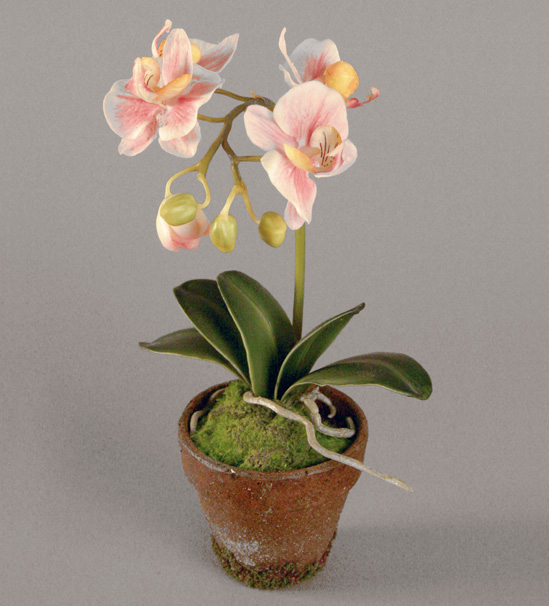 Orchid