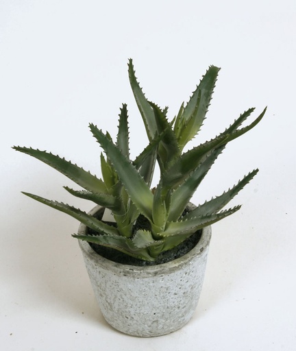 aloe in pot 