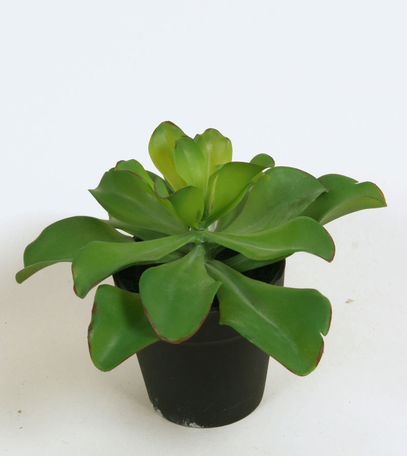 echeveria in pot 