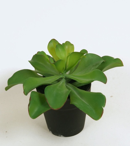 echeveria in pot 