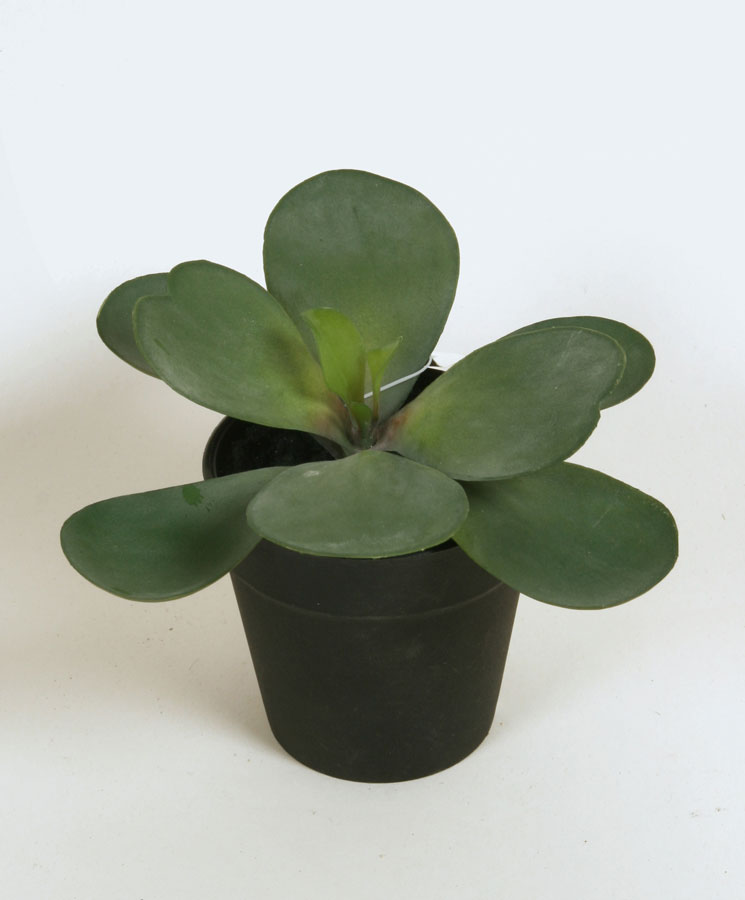 succulent in pot 