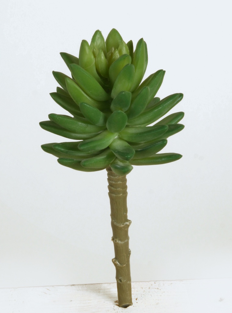 succulent 