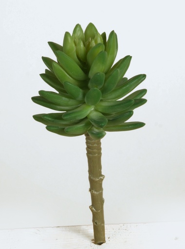 succulent 