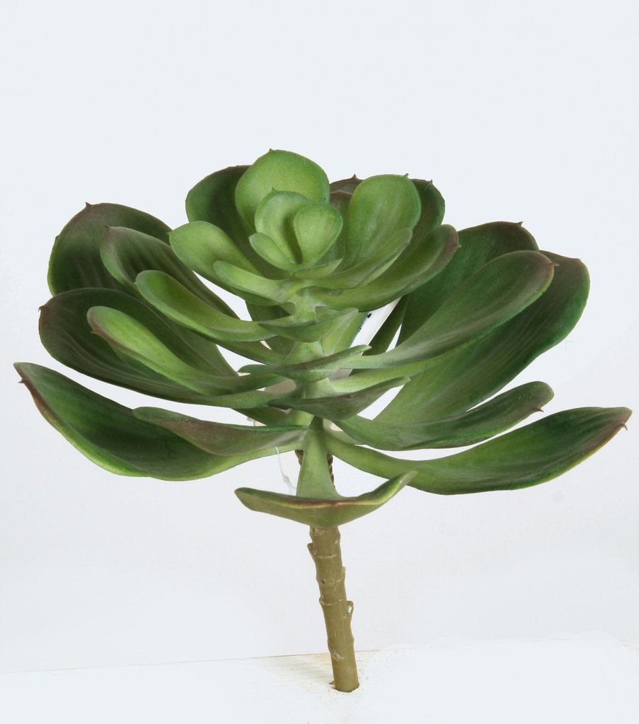 echeveria 