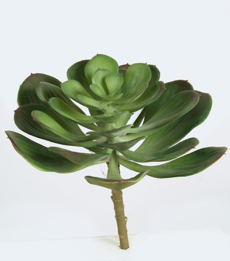 [2338] echeveria 