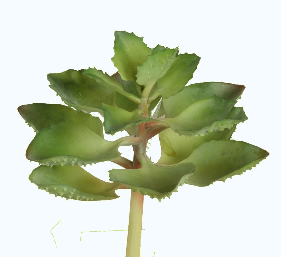 echeveria 