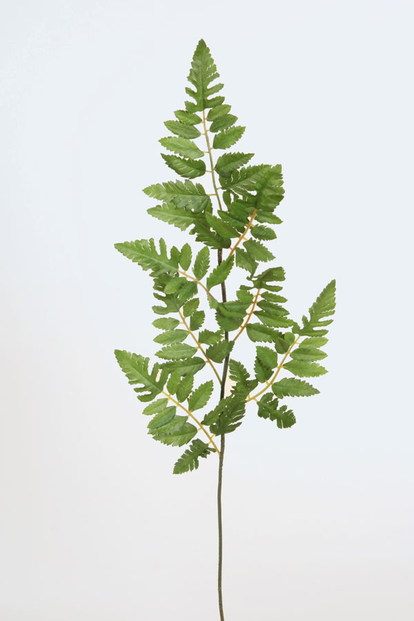 Nephrolepis 
