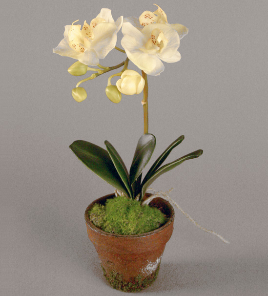 Orchid