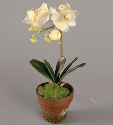 [845-2] Orchid (Alternative 2)