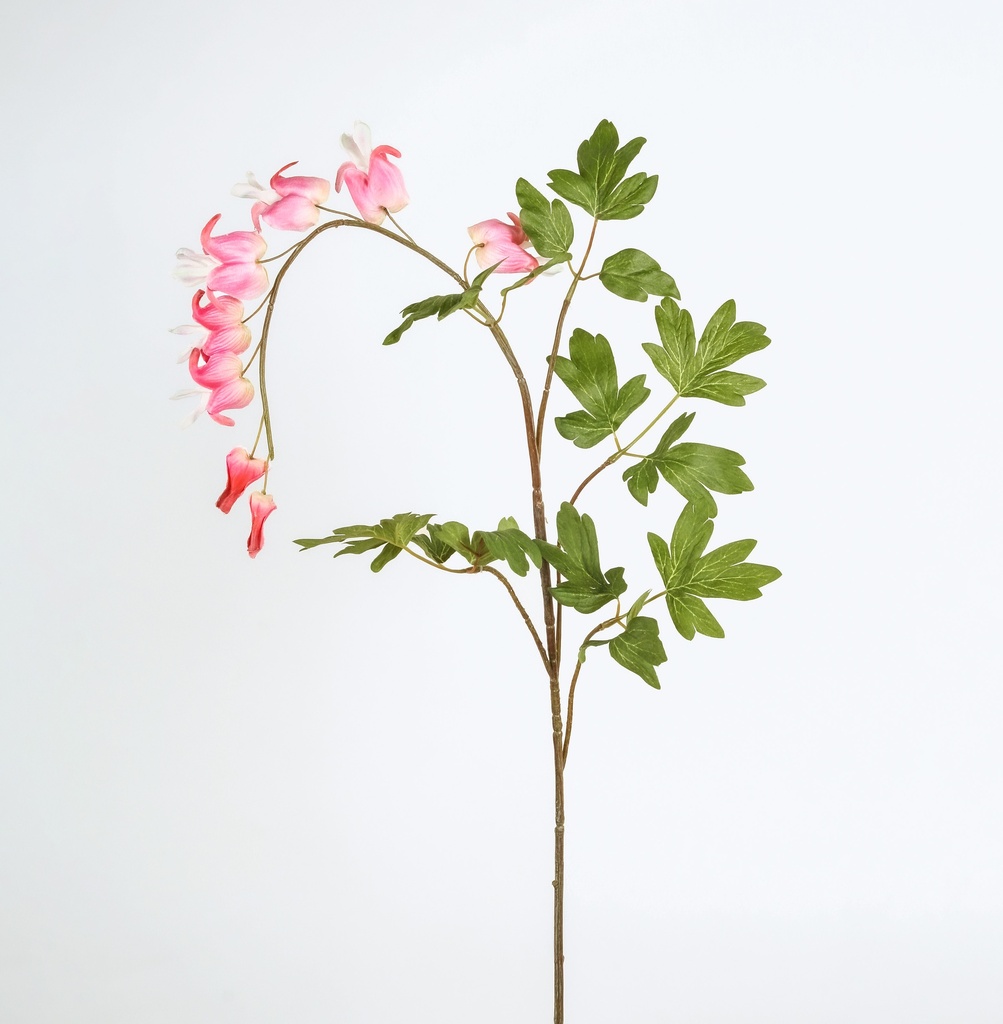 bleeding heart 