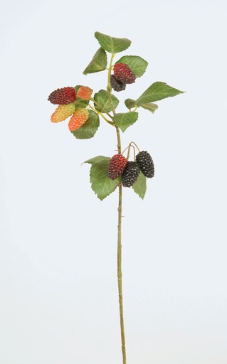 [7253] mulberry 