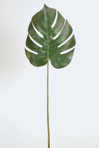[7254] monstera leaf 