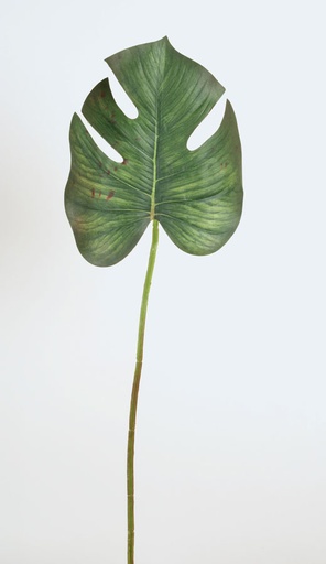 [7255] monstera leaf 