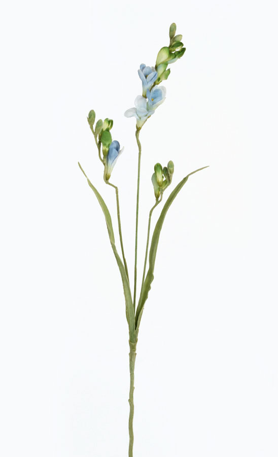 freezia light blue 