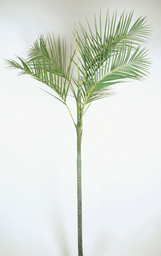 kentia palm 