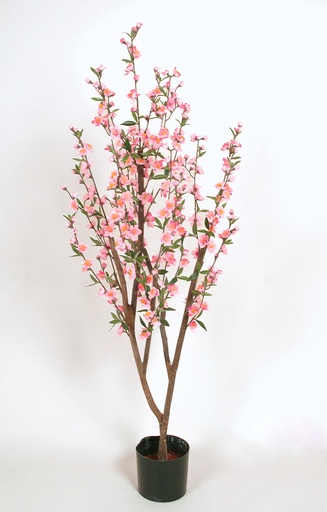 [1214-120] cherry blossom 