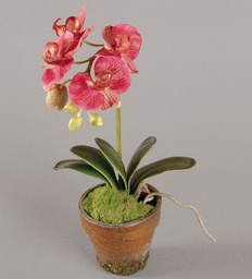 [845-3] Orchid (Alternative 3)