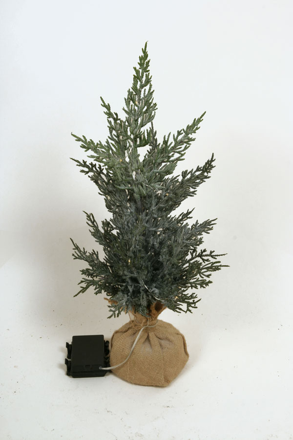 cedar with light 