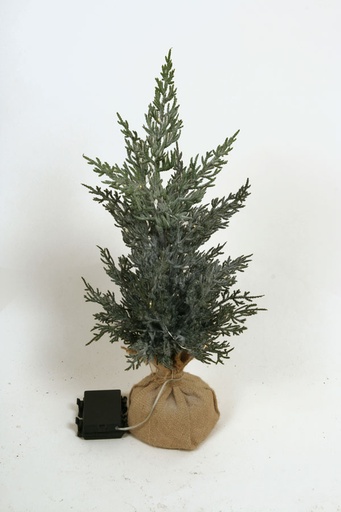 cedar with light 