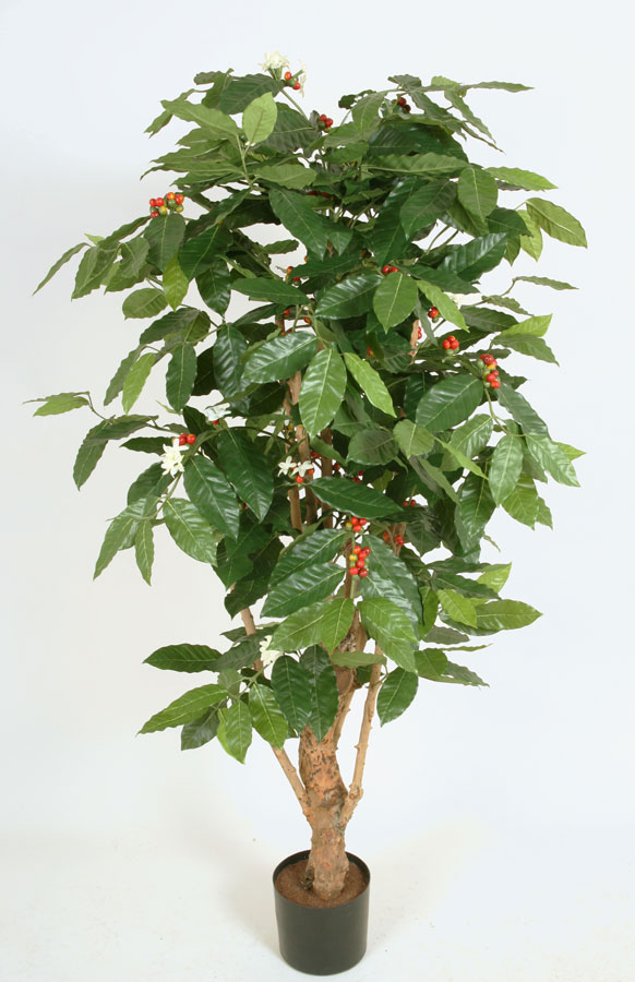 coffee tree with flowers 