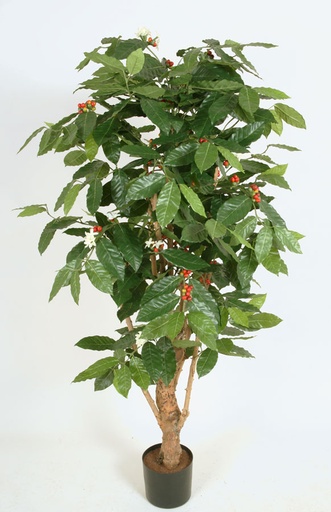 coffee tree with flowers 