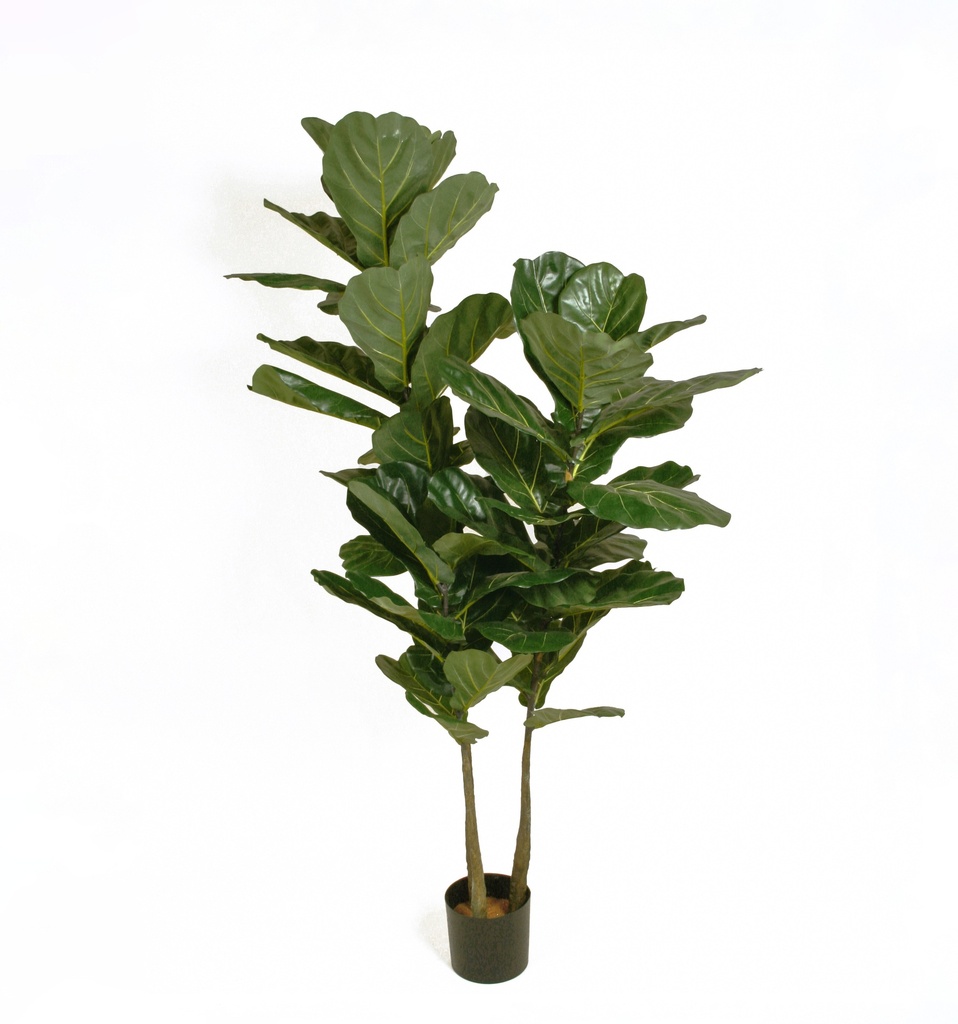 Fiddle leaf 
