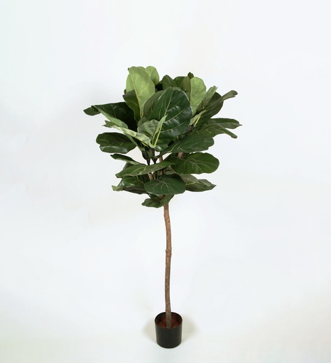 [1236-140] fiddle leaf 