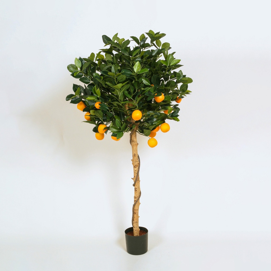 Orange tree 