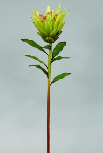 [9794] protea lime 