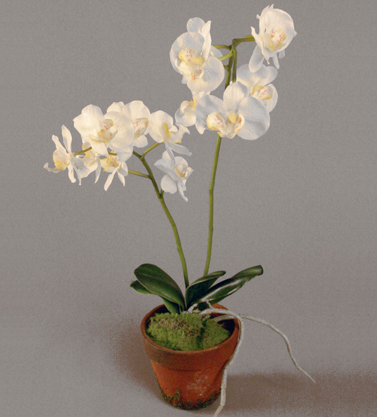 Orchid