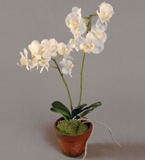 Orchid