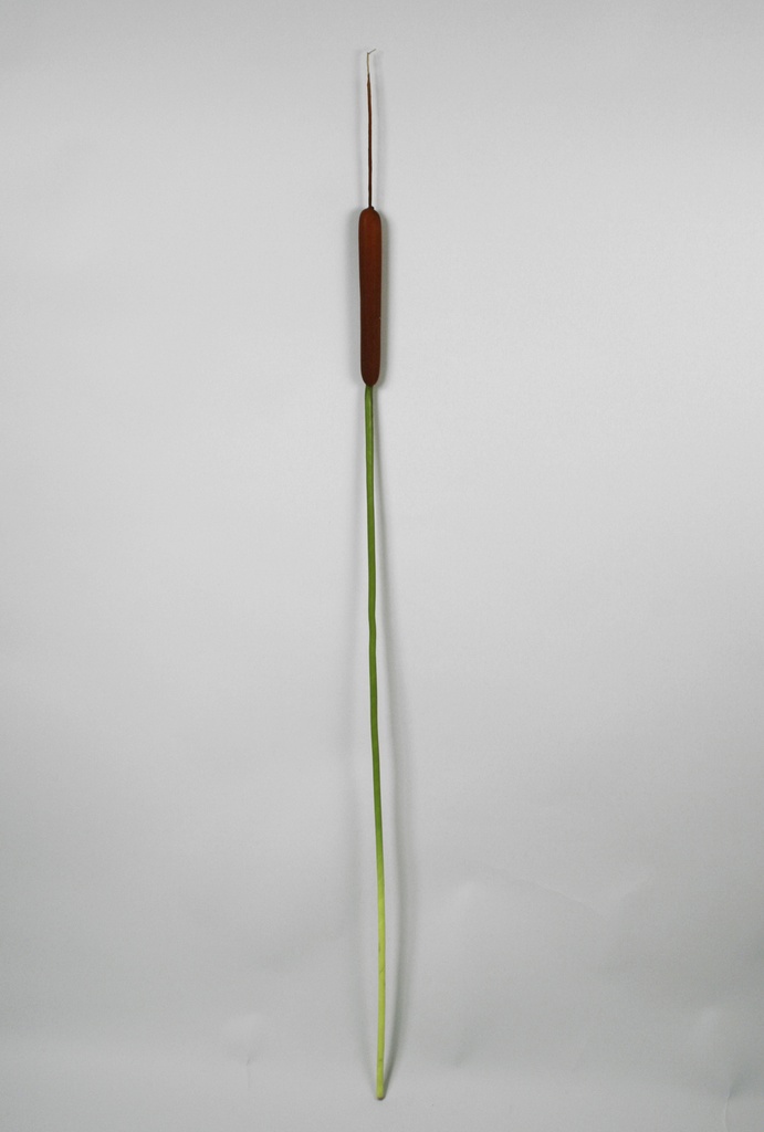 cattail 
