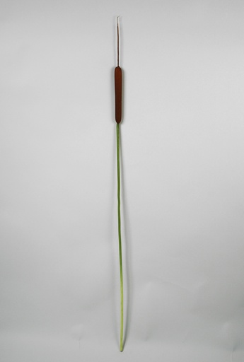 [6376] cattail 
