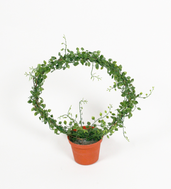 callisia ring 